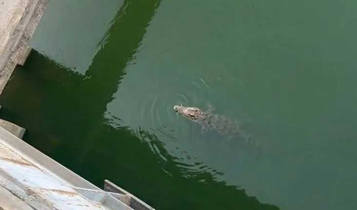 تمساح المنوفية يثير الرعب في دلتا مصر